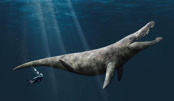 Artwork by study coauthor Megan Jacobs imagines what a large Late Jurassic-age pliosaur would have looked like. (Megan Jacobs/University of Portsmouth)