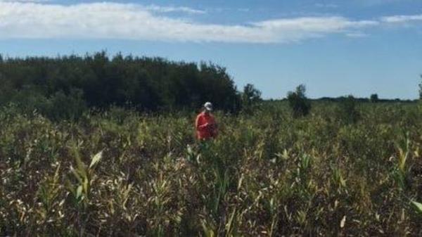 Scientists found they could reduce overall greenhouse gas emissions from a former coastal wetland in North Carolina by raising the groundwater level – recreating co<em></em>nditions similar to what existed at the site before it was drained.