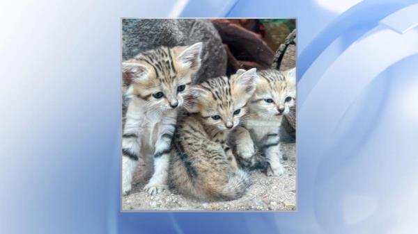 Sand cat triplets at North Carolina Zoo (NC Zoo photo)