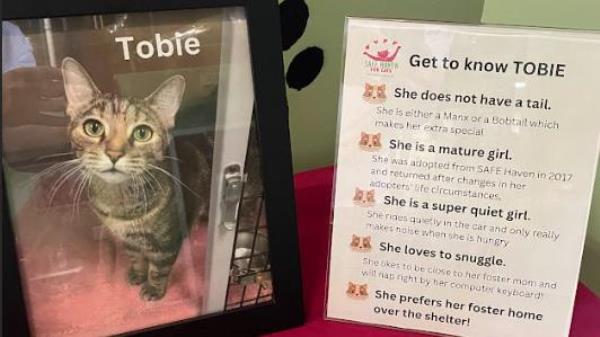 Raleigh animal shelter holds adoption special Friday to help cats find forever homes