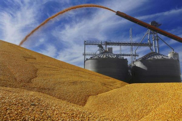 FILE - Central Illinois farmers deposit harvested corn on the ground outside a full grain elevator in Virginia, Ill. The U.S. government said Thursday, Aug. 17, 2023, it is formally requesting a dispute settlement panel in its o<em></em>ngoing row with Mexico over its limits on genetically modified corn. (AP Photo/Seth Perlman, File)